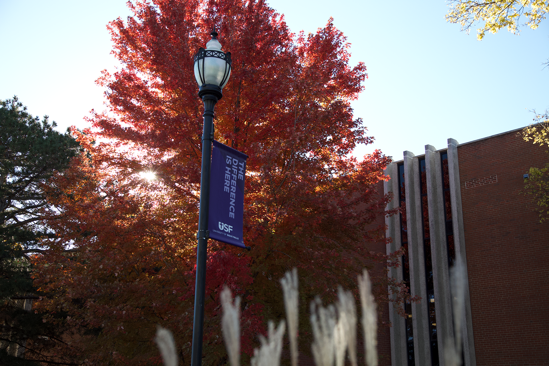 A campus scene with a lamp post featuring a banner reading "Excellence in Research," a large tree with bright red autumn leaves, and a modern brick building with vertical concrete accents in the background. Grasses in the foreground lightly blur the base of the image.