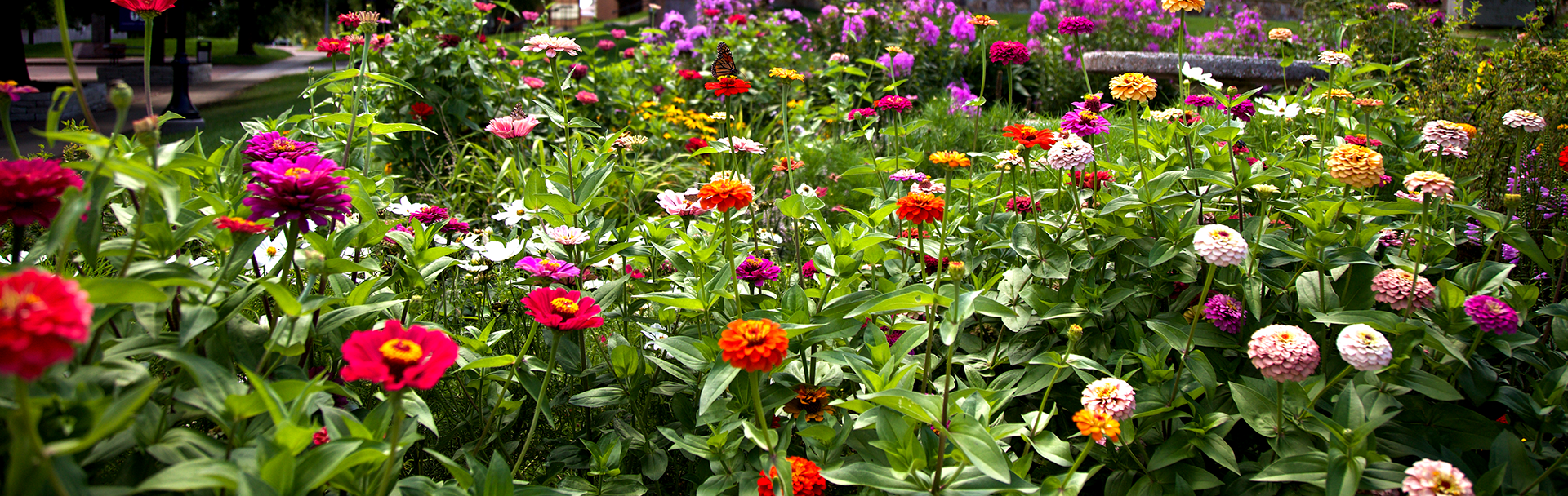 A vibrant flower garden featuring a variety of colorful blossoms, including pink, red, orange, yellow, and white flowers. The lush green leaves and stems create a lively and fresh atmosphere. In the background, there are trees and blurred garden elements.
